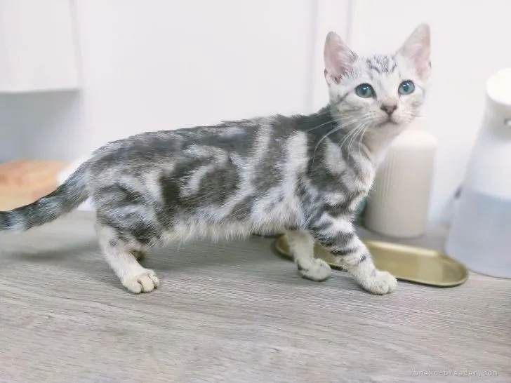 ID:2112-02245の子猫