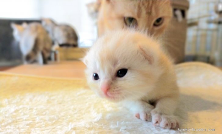 マンチカン 長足 東京都 男の子 年9月5日 クリームタビー マンチカンの王子様 みんなの子猫ブリーダー 子猫id 09 014