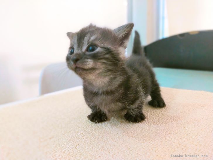 マンチカン 短足 東京都 女の子 21年5月23日 ブルータビー 短足姫 みんなの子猫ブリーダー 子猫id 2106