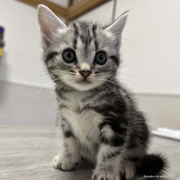 千尋 様のお迎えした子猫