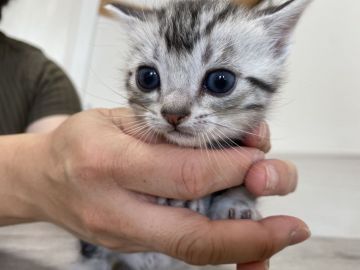 アメリカンショートヘア【東京都・男の子・2021年10月16日・シルバータビー】の写真「ころころ可愛く成長中！」