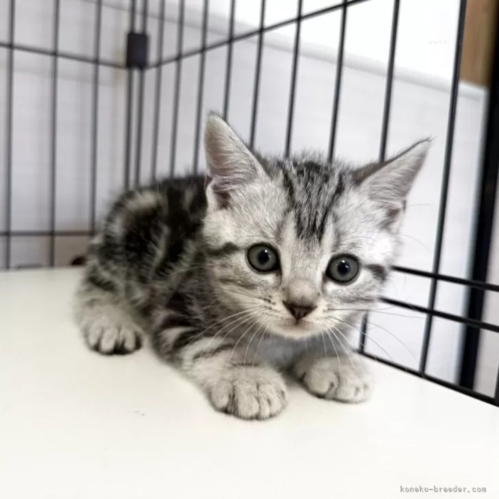 R.N 様のお迎えした子猫