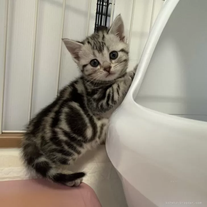 M.K 様のお迎えした子猫