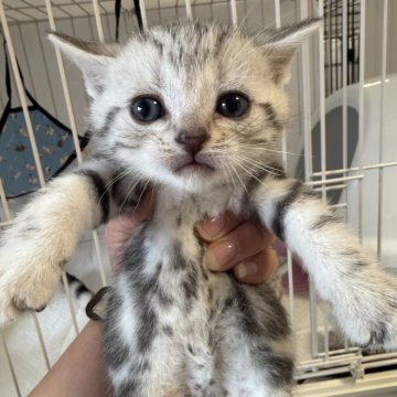 アメリカンショートヘア【東京都・男の子・2025年2月2日・シルバータビー】の写真「可愛い赤ちゃん♡首輪水色」