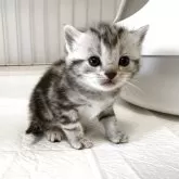 アメリカンショートヘア