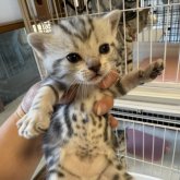 アメリカンショートヘア