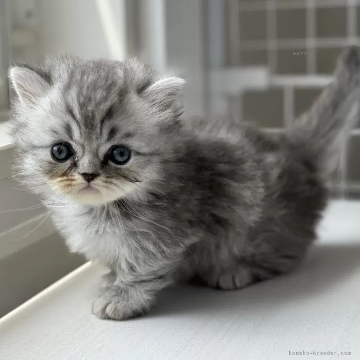 ID:2405-03733の子猫