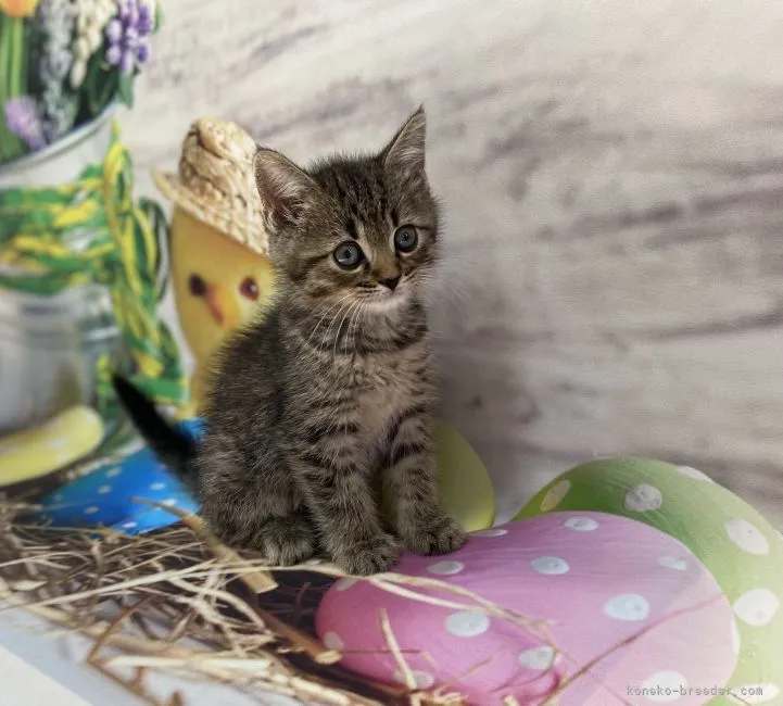 まひろ 様のお迎えした子猫