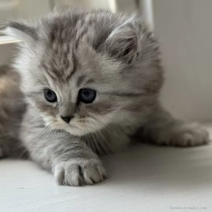 ID:2405-02433の子猫