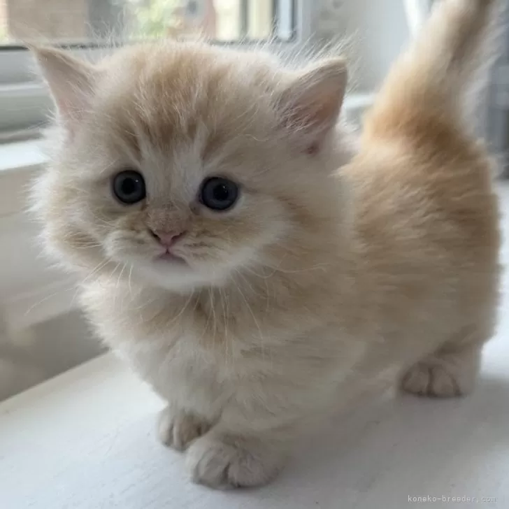 ID:2405-02429の子猫