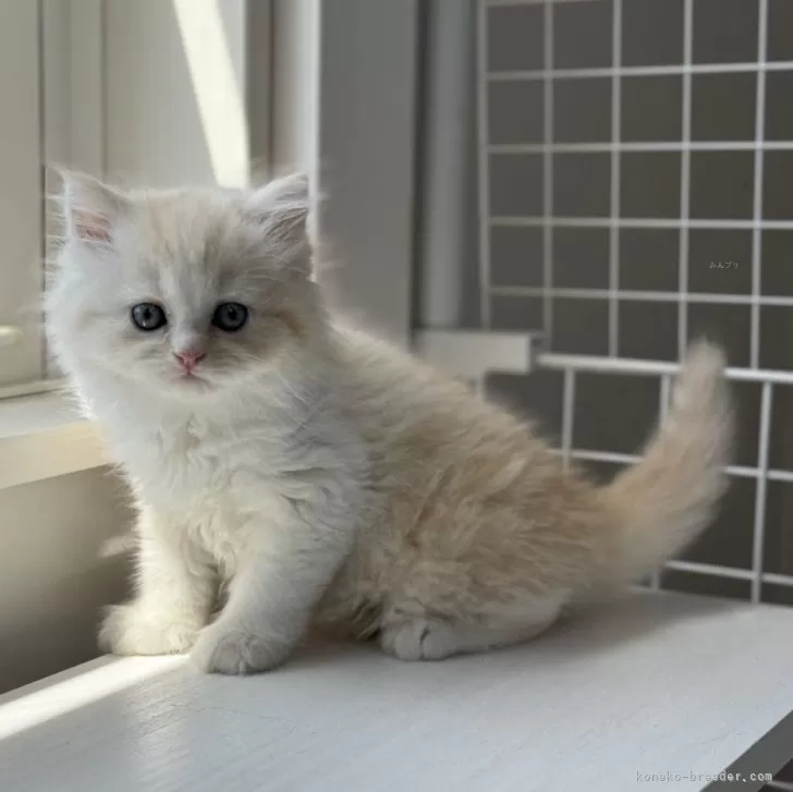 ID:2404-03423の子猫