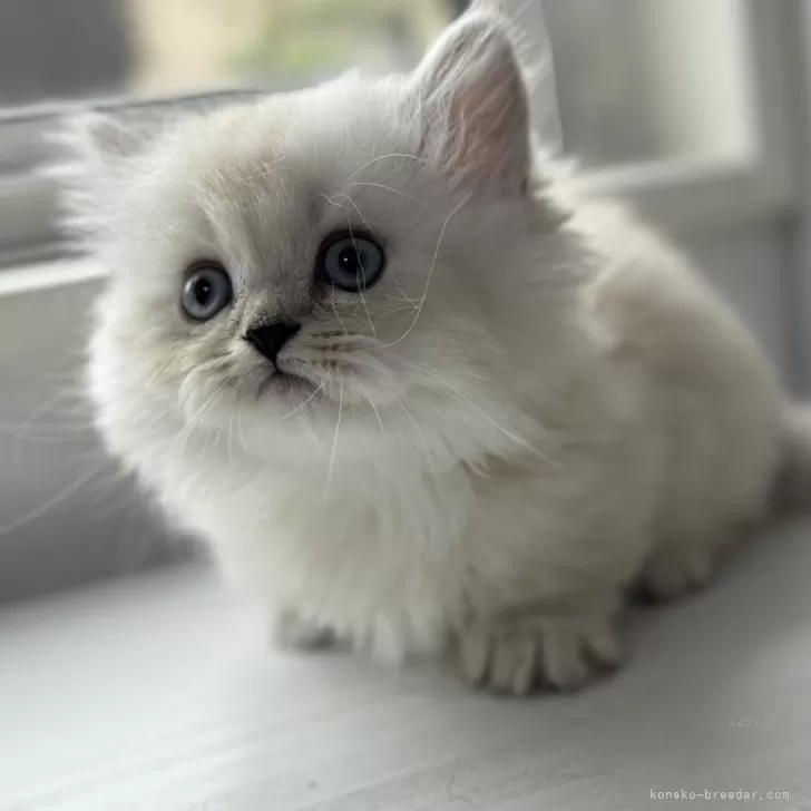 ID:2405-02431の子猫