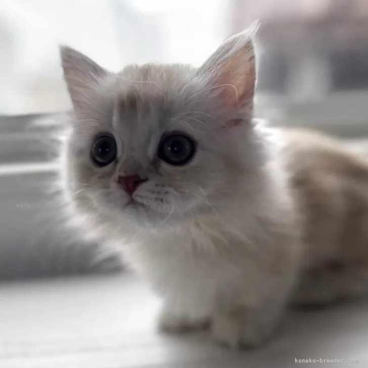 K.T 様のお迎えした子猫