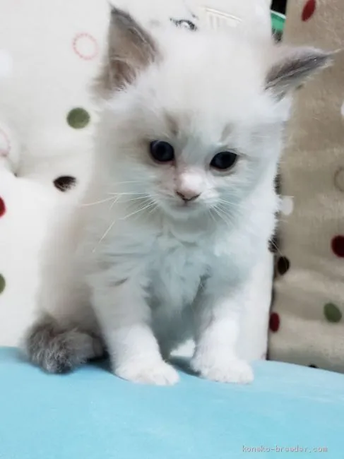 ID:2004-00699の子猫