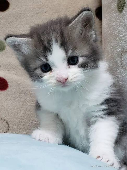 ID:2004-01750の子猫