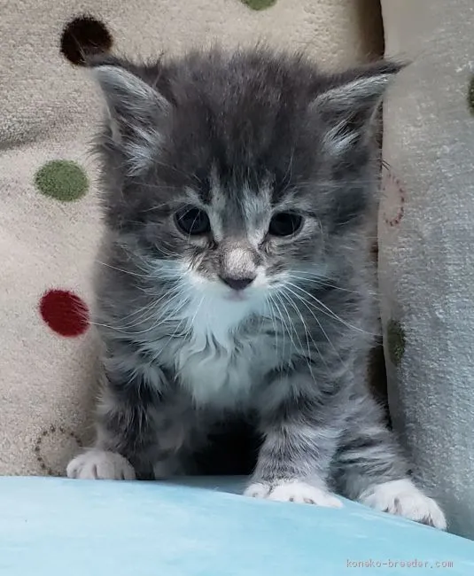 ID:2004-01737の子猫