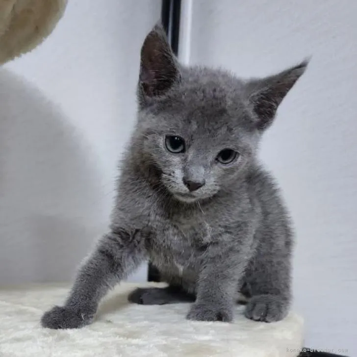 ID:2206-02651の子猫