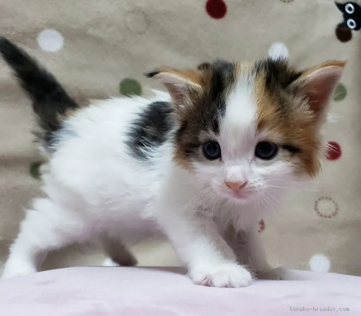 ID：2004-01738の子猫