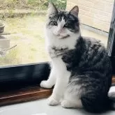 ノルウェージャンフォレストキャット