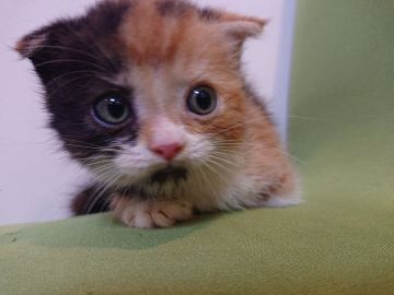 マンチカン(長足)【静岡県・女の子・2021年5月18日・キャリコ】の写真「中足ですが、体が小さいので短足に見えます」