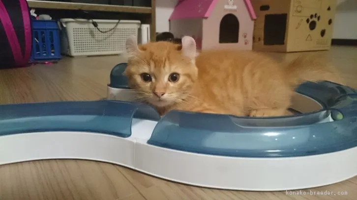 ID:1610-00493の子猫