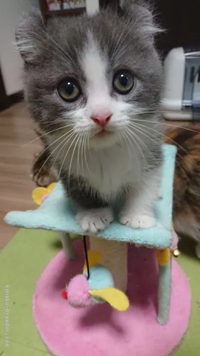 ID:1805-00652の子猫