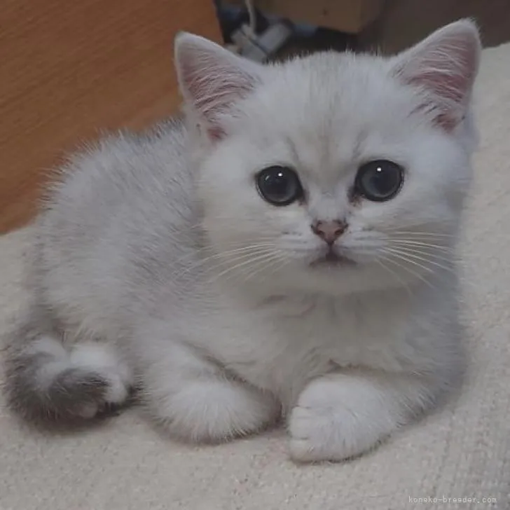 ID:2208-02938の子猫