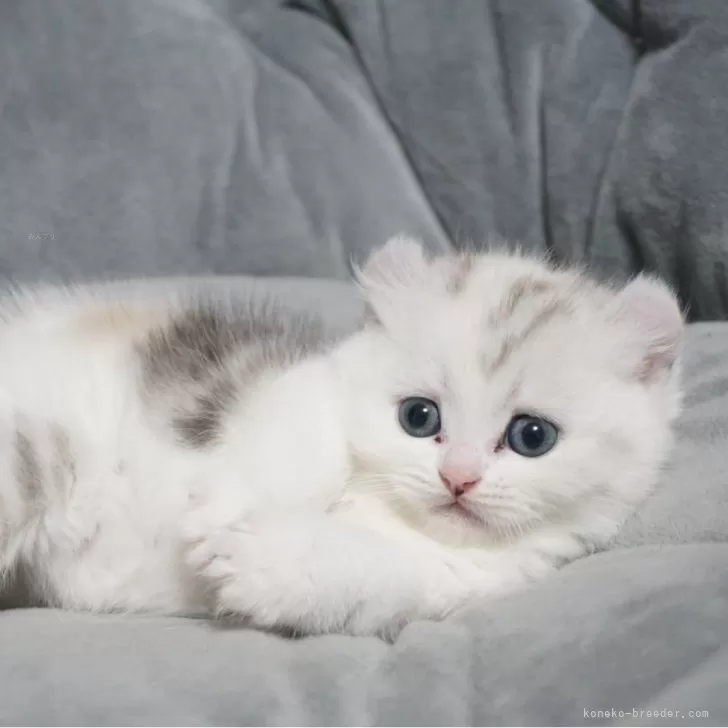 ID：2503-00688の子猫