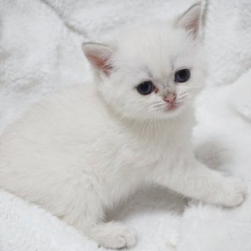 ブリティッシュショートヘア【熊本県・女の子・2025年8月31日・ゴールデンポイント(ショートヘアー)】の写真「両親外産です✨️元気なお嬢ちゃん🥰」