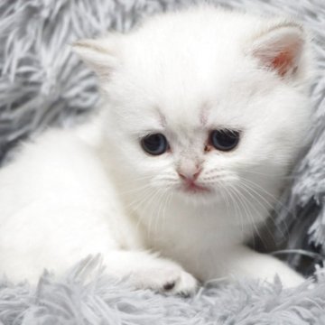 ブリティッシュショートヘア【熊本県・女の子・2025年8月31日・ゴールデンポイント(ショートヘアー)】の写真「両親外産です✨️マイペースなお嬢ちゃん🥰」