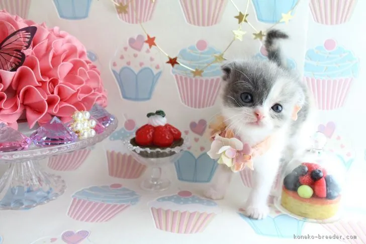 ID:1705-01462の子猫