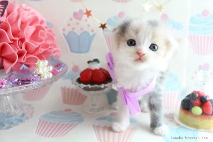 ID:1705-01460の子猫