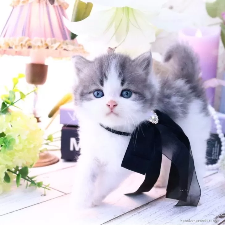 ID:2410-01867の子猫