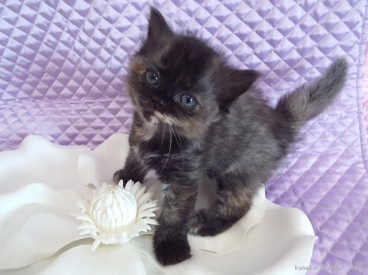 ラムちゃんのパパ 様のお迎えした子猫