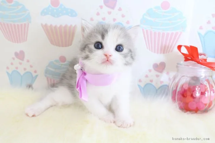 ID:1610-00466の子猫