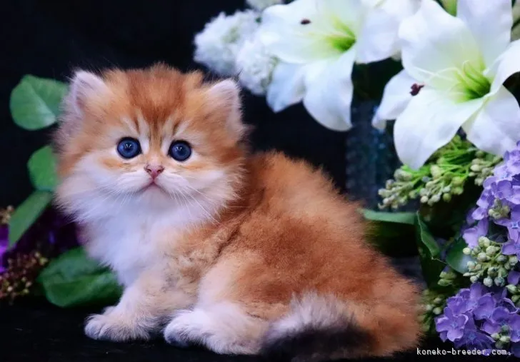 ID:2308-00473の子猫