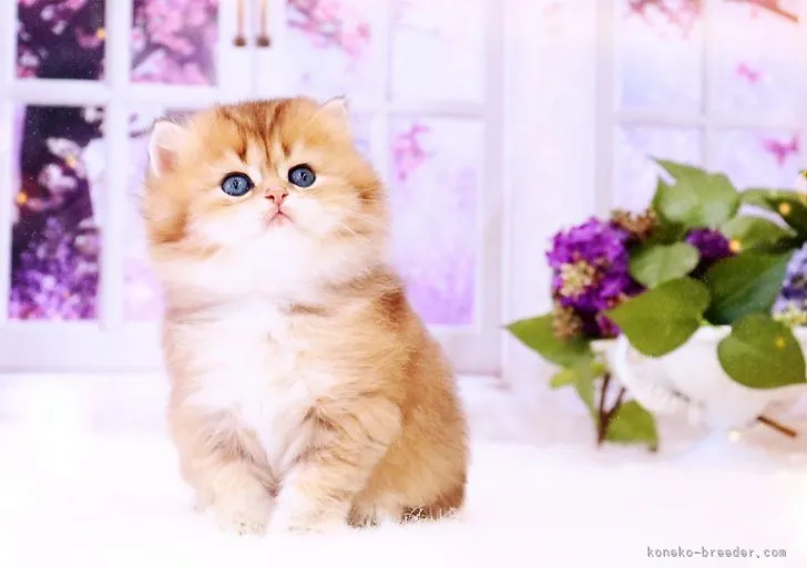 ID:2201-01597の子猫