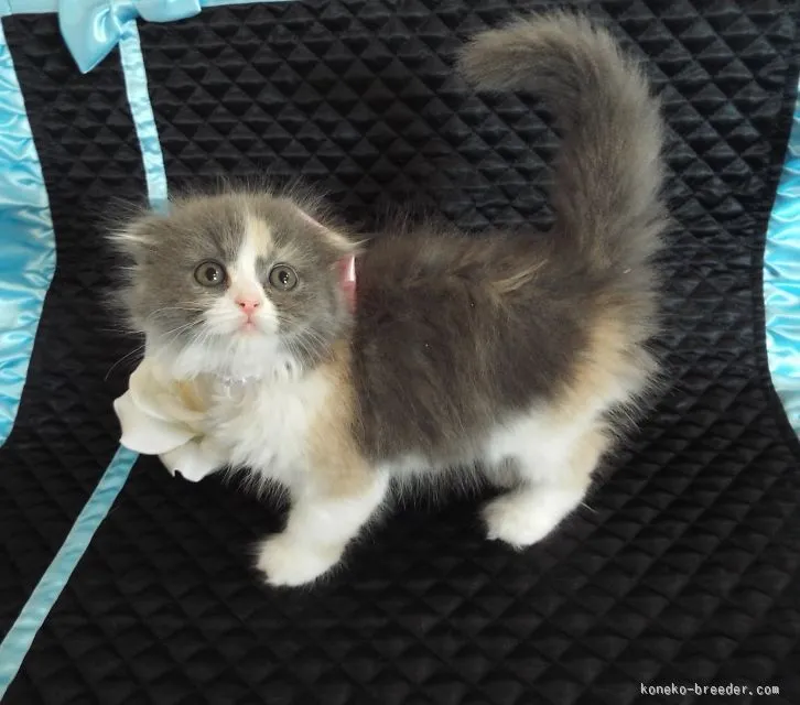 ID:1512-00527の子猫