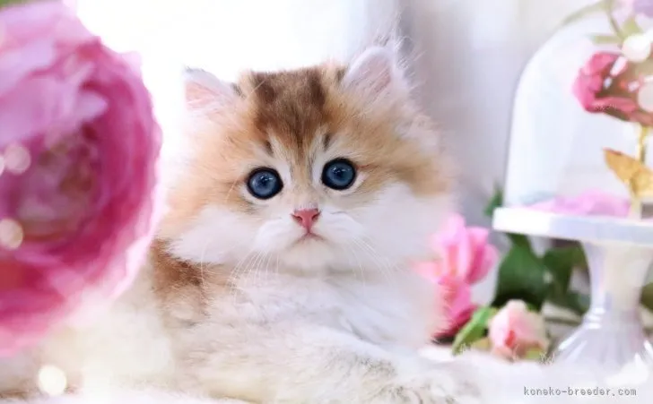 ID:2308-00470の子猫