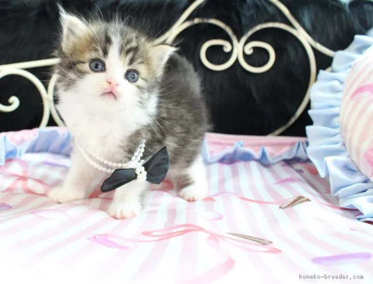 OSCAR 様のお迎えした子猫