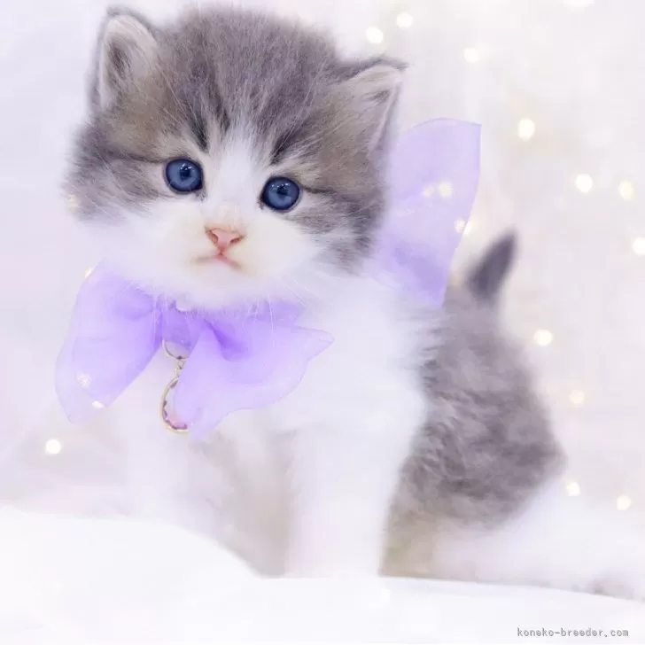 ID:2411-00042の子猫