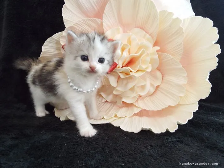 モモ 様のお迎えした子猫