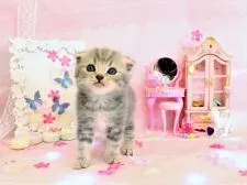 スコティッシュフォールド(折れ耳)【岐阜県・男の子・2018年12月18日・ブルーマッカレルタビー】の写真3「ブルーのしましま柄が可愛いですよね♪1/24」