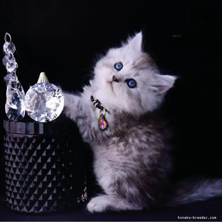 ID:2502-02167の子猫