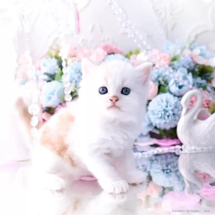 ID:2504-03152の子猫