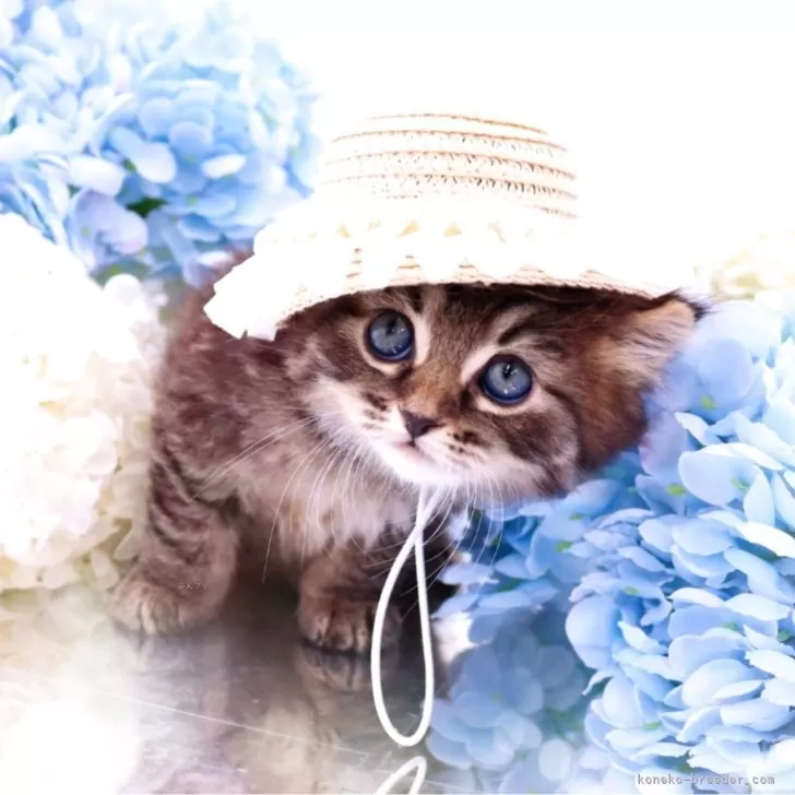 ID:2504-03158の子猫