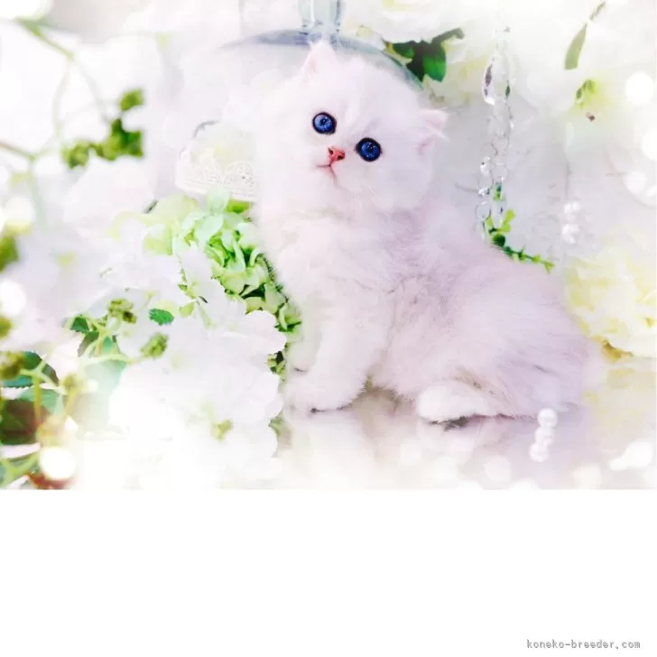 ID:2504-03297の子猫
