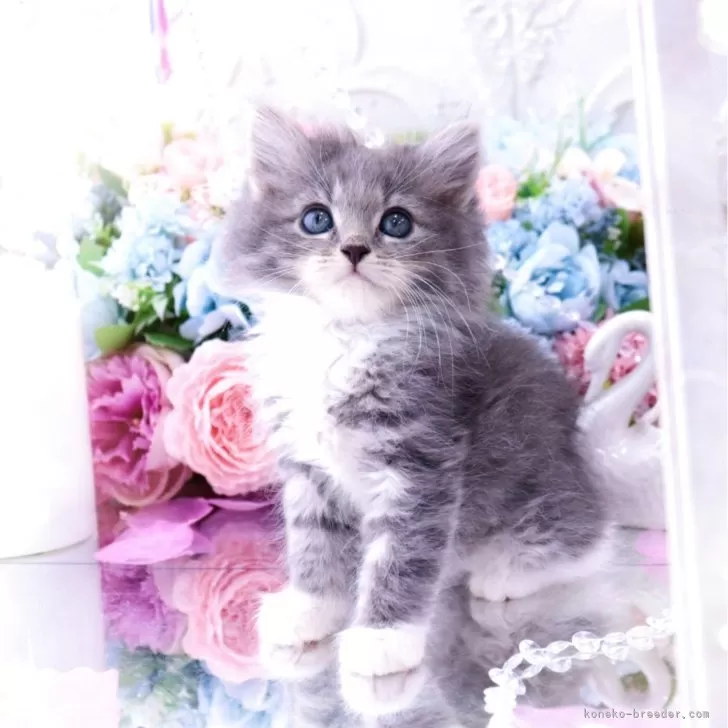 ID:2504-01023の子猫