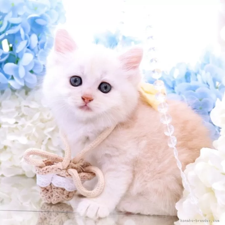 ID:2504-03157の子猫