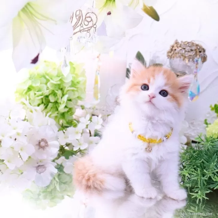 ID:2503-02465の子猫